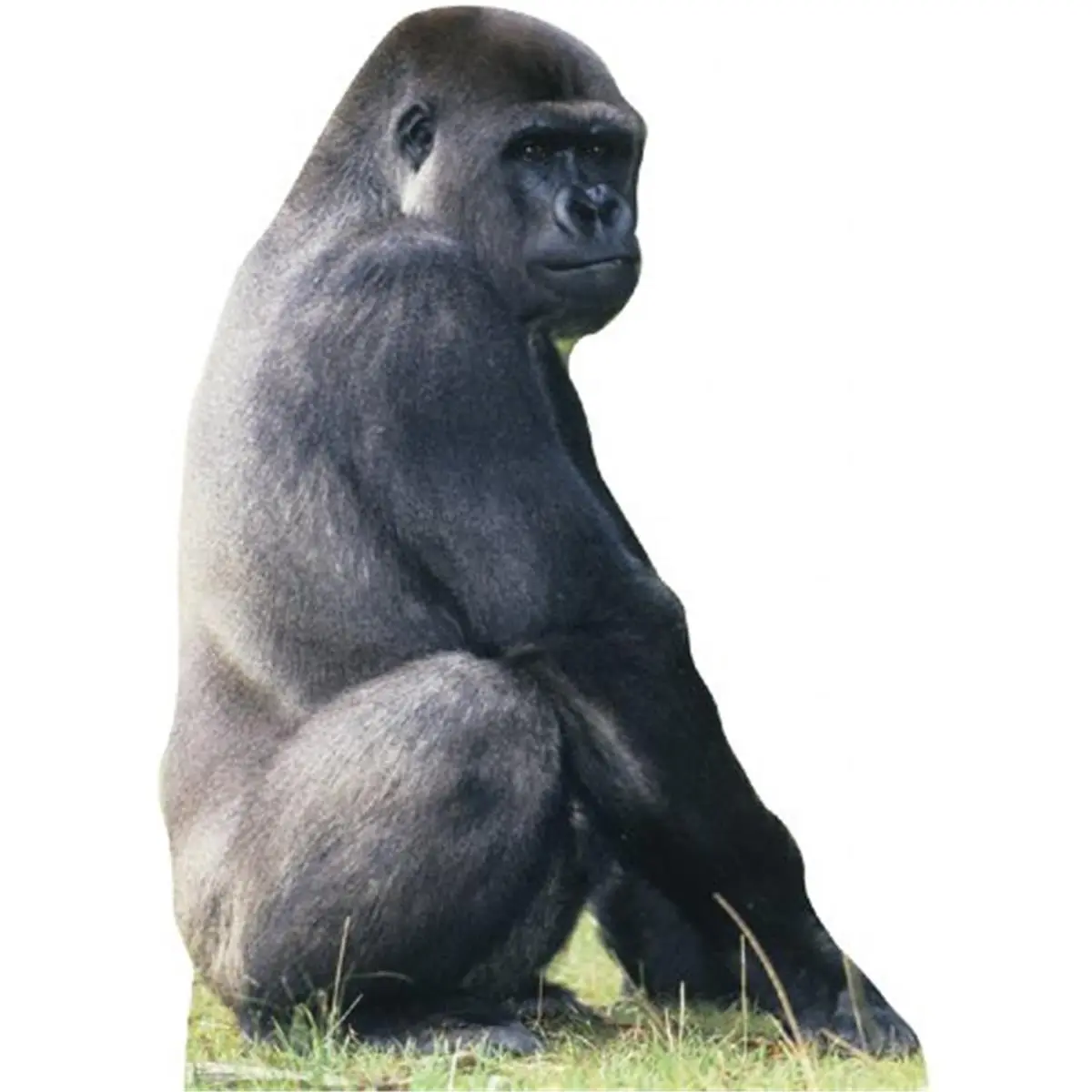 212 MAIN Advanced Graphics Life-Size Gorilla Print Heavy Duty Cardboard Stand-Up - 69x32 in, Wall Mountable, Included Easel, Home Decor, Home Supply, Party Use