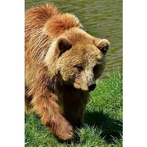 USED-European Brown Bear Journal: 150 page lined notebook/diary by Image, Cool (Paperback)