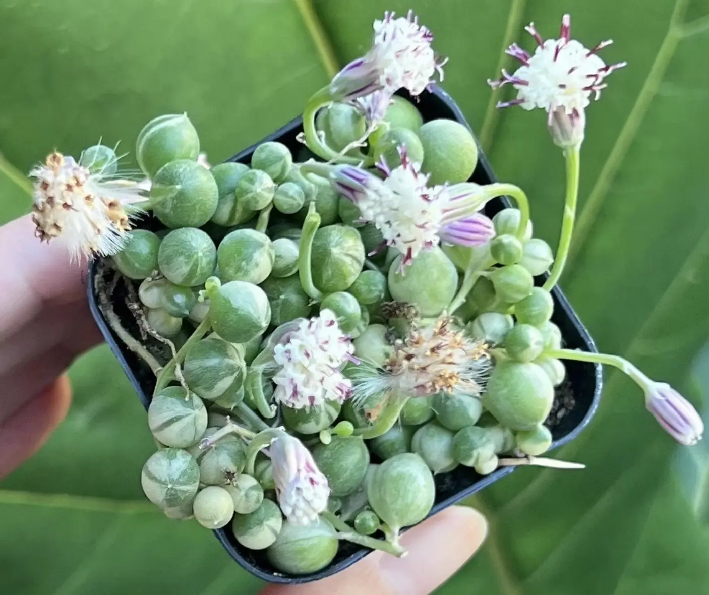 Variegated String of Pearls, Trailing Succulent, Hanging Plant in 4", 6'' pot