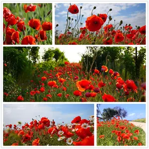Poppy Seeds for Planting, 800+ Poppy Flower Seed for Outdoors