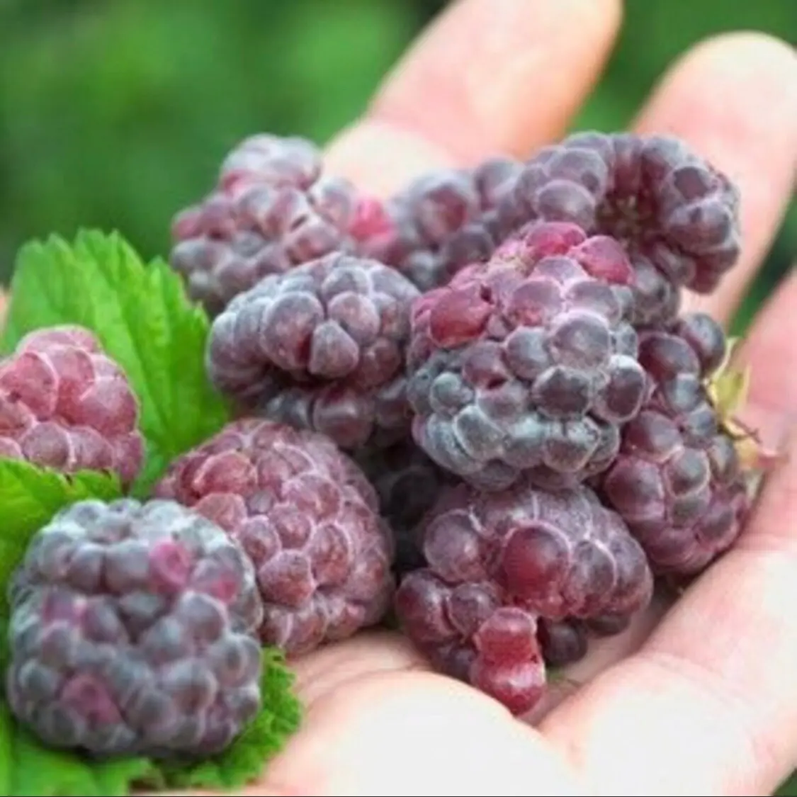 Glencoe Thornless Raspberry Starter Plant