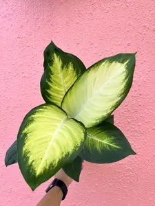 Dieffenbachia Tropic Marianne Pot 4" - Houseplant