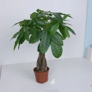 LZ01   5 Braid Money Tree Live Plant | Decorative Indoor Greenery in Nursery Pot for Home & Office