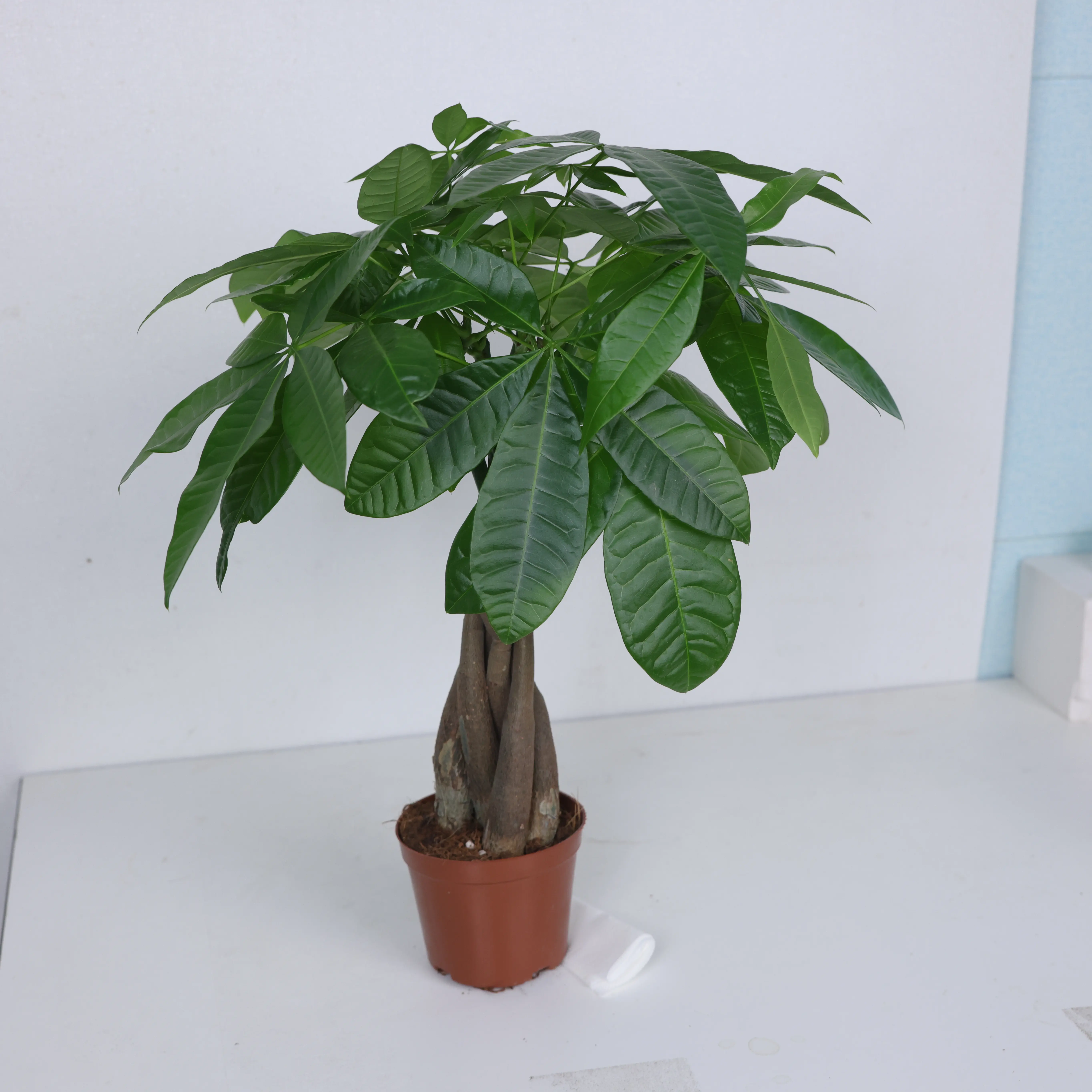 LZ01   Money Tree Live Plant | Decorative Indoor Greenery in Nursery Pot for Home & Office