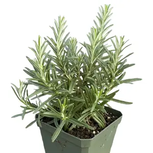 Rosemary Live Plant | 4” Rosmarinus Officinalis Herb | Fresh Culinary and Medicinal Herb | Indoor Outdoor Potted Plant Gift