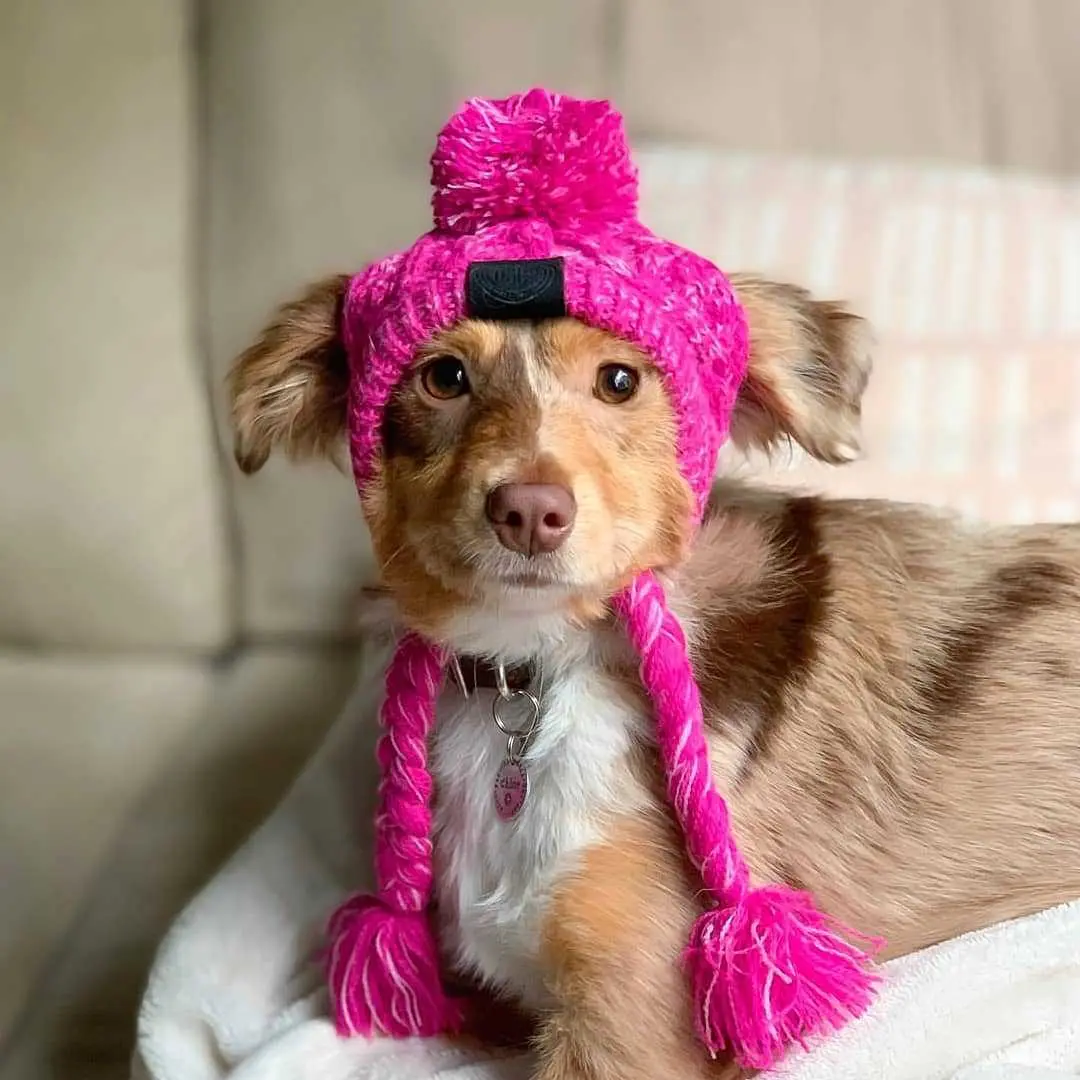Warm & Windproof Fur Ball Knitted Dog Hat - Fluffy Pet Winter Protection
