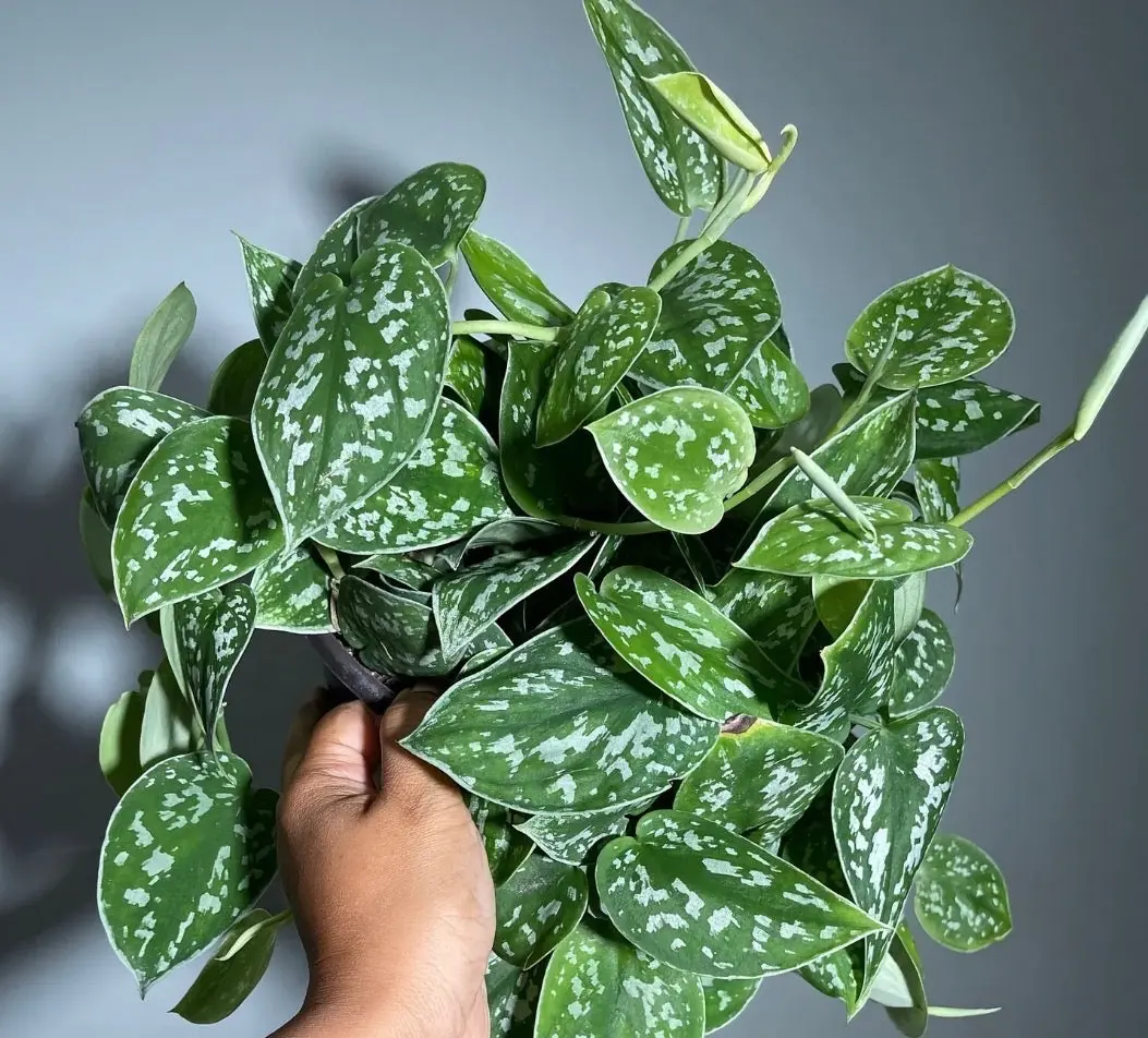 Satin Pothos Scindapsus Pictus Argyraeus - 6''