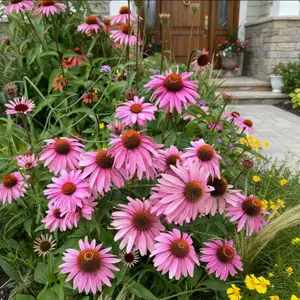 100 Purple Coneflower Seeds – Echinacea purpurea – Hardy Perennial Garden Flowers – Long-Lasting Summer Blooms