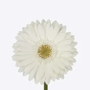Gerber Romance - 50 Stem Bunch