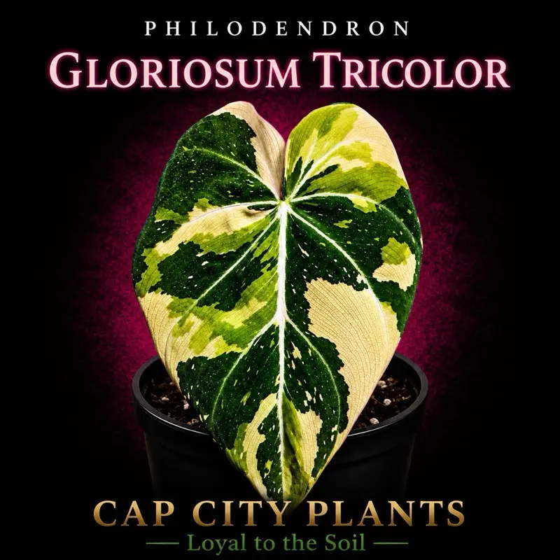 Philodendron Gloriosum Tricolor Tissue Culture