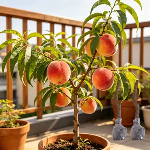 （ML#ZR）Peach Tree Live Plant Fruit Tree Seedling for Outdoor Garden Backyard Growing