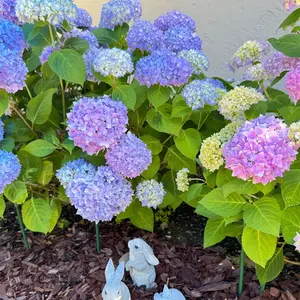 Hydrangea live seedlings, indoor and outdoor ornamental flowers and plants