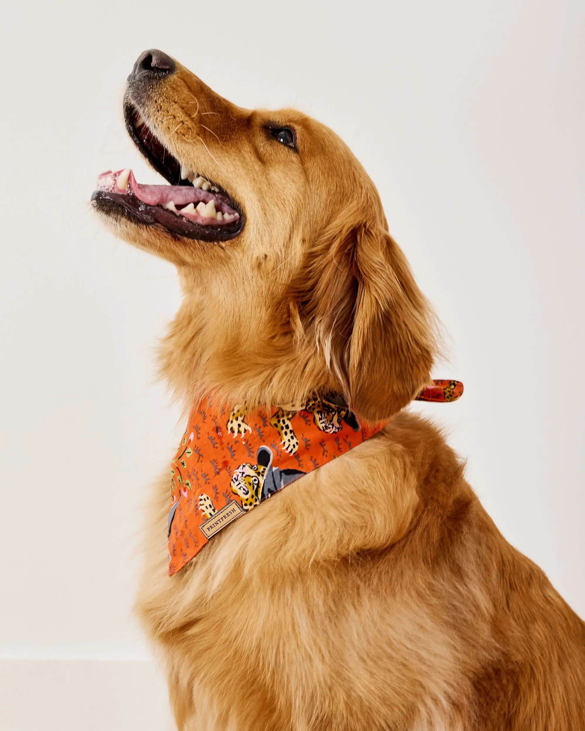 Witchy Bagheera - Pet Bandana - Pumpkin Spice