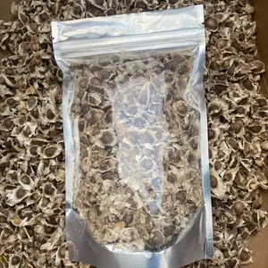 Moringa Seeds Fruit