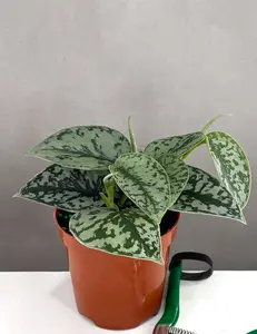 Scindapsus Silver Lady Plant in Pot with Green Leaves