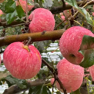 Live apple fruit tree seedlings are hardy deciduous plants suitable for patio, lawn, backyard and home garden landscaping