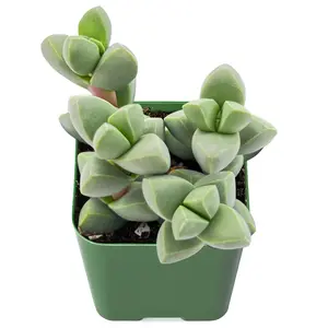 Live Fresh Corpuscularia Lehmannii Ice Astridia Velutina Brocade Succulent Plant