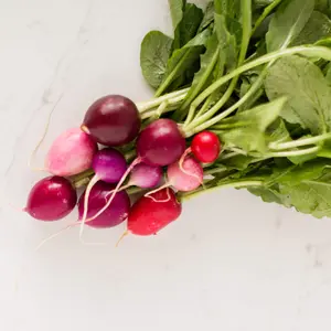 Terra Mater Gardens Raphanus sativus Easter Egg Organic Seeds - Approx 150 Seeds