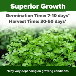 1000+ Cilantro Seeds for Planting Indoors or Outdoors - Non-GMO Heirloom Herbs, Coriander Plant Seeds, Herb Seeds Collection for Herb Garden (Coriandrum sativum)