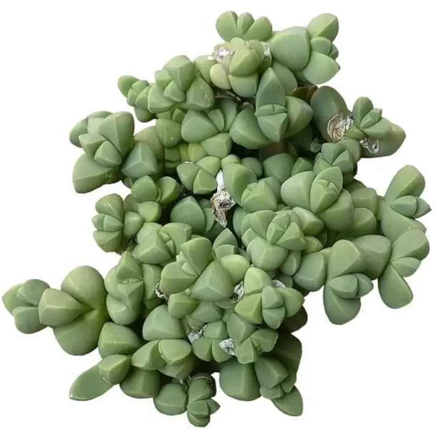Live Ice Plant - Rare Succulent - Corpuscularia Lehmannii Plant - 2 Inch Pot