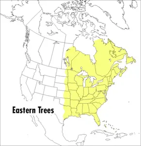 A Peterson Field Guide To Eastern Trees: Eastern United States and Canada, Including the Midwest (Peterson Field Guides) by George A. Petrides||Janet Wehr||George A. Petrides [Paperback Book]