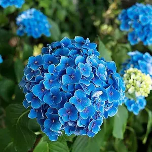Garden 50Pcs Blue Hydrangea Seeds Bigleaf Hydrangea Macrophylla Deciduous Shrub Rare Hardy Non-GMO Flower Seeds Garden Plant