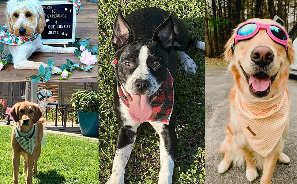 Lionet Paws Dog Bandana for Small, Medium, Large Dogs & Cats - Triangle Bibs Scarf for Girl or Boy