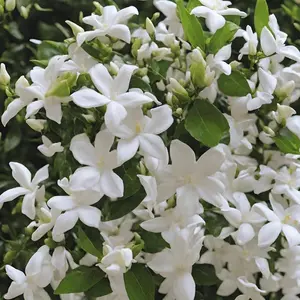 100+ Climbing Jasmine Seeds - Fragrant Evergreen Silver Jasmine for Garden, Balcony & Home Planting, Non-GMO, Four Seasons Bloom