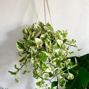 Pothos “Njoy” - 6” Pot (Longer)