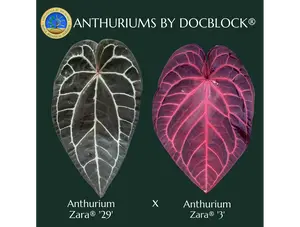 Anthurium Zara '29' x Zara '3' by DocBlock® *Grower's choice*