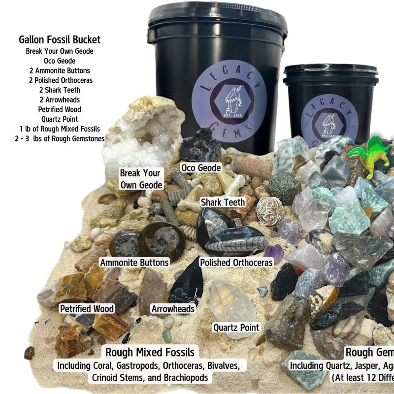 Fossil Mining Bucket - Gallon Bucket - 10-12 lbs Total - Over 12 Different Types of Fossils and Natural Crystals