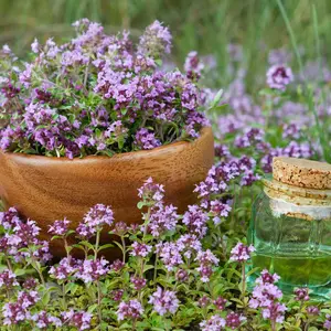 Thymus Serpyllum Creeping Thyme Seeds - Versatile Herb for Cooking and Medicinal Use