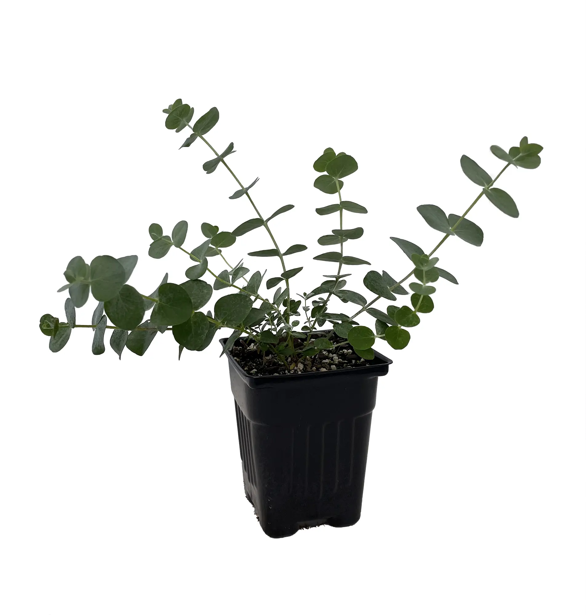 Baby Blue Spiral Eucalyptus - 4" Pot - Indoors or Out