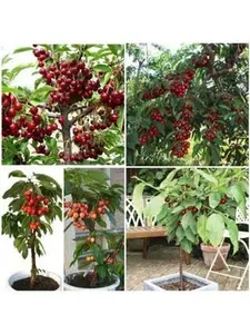 Anak Pokok Cherry Merah Jarang Ditemui – Kini Tersedia di Kebun Anda
