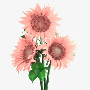 50+ Non-GMO Pink Sunflower Seeds - High Germination Rate - Heirloom Flower Variety for Easy Planting - Great Gardening Gifts