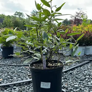 Viburnum pragense Evergreen - Tough Year-Round Foliage & Fragrant White Blooms - Deer Resistant & Cold Hardy - Zones 5-8