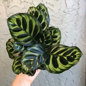 4" Calathea 'makoyana’