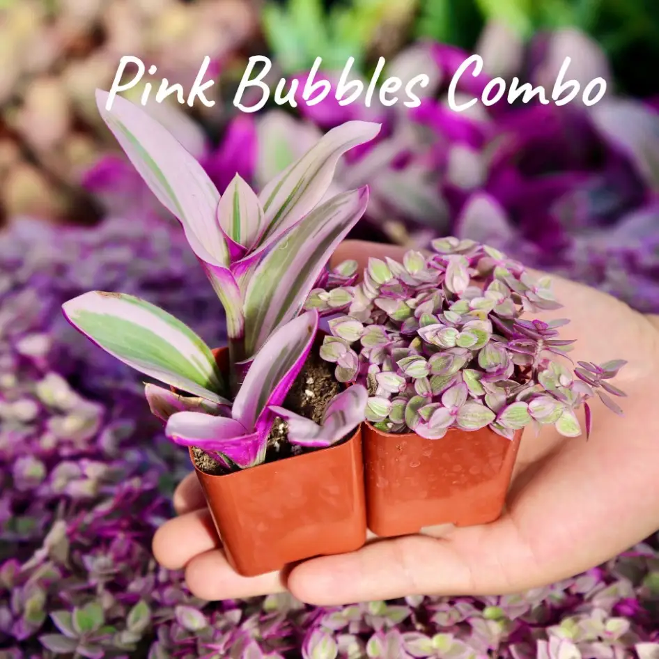 Pink Bubbles Combo Tradescantia Nanouk Pink Panther Wandering Jew Plants Live Houseplant in 2" Pot