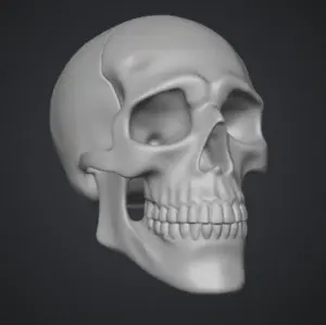 Hyperrealistic Human Skull — Anatomical Collectible | Greywater Labs Recovered Materials Collection