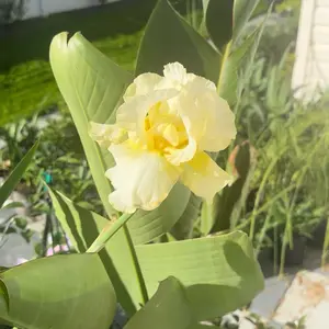 Bearded Iris 'Total Recall' Pastel Yellow in 8” Pots