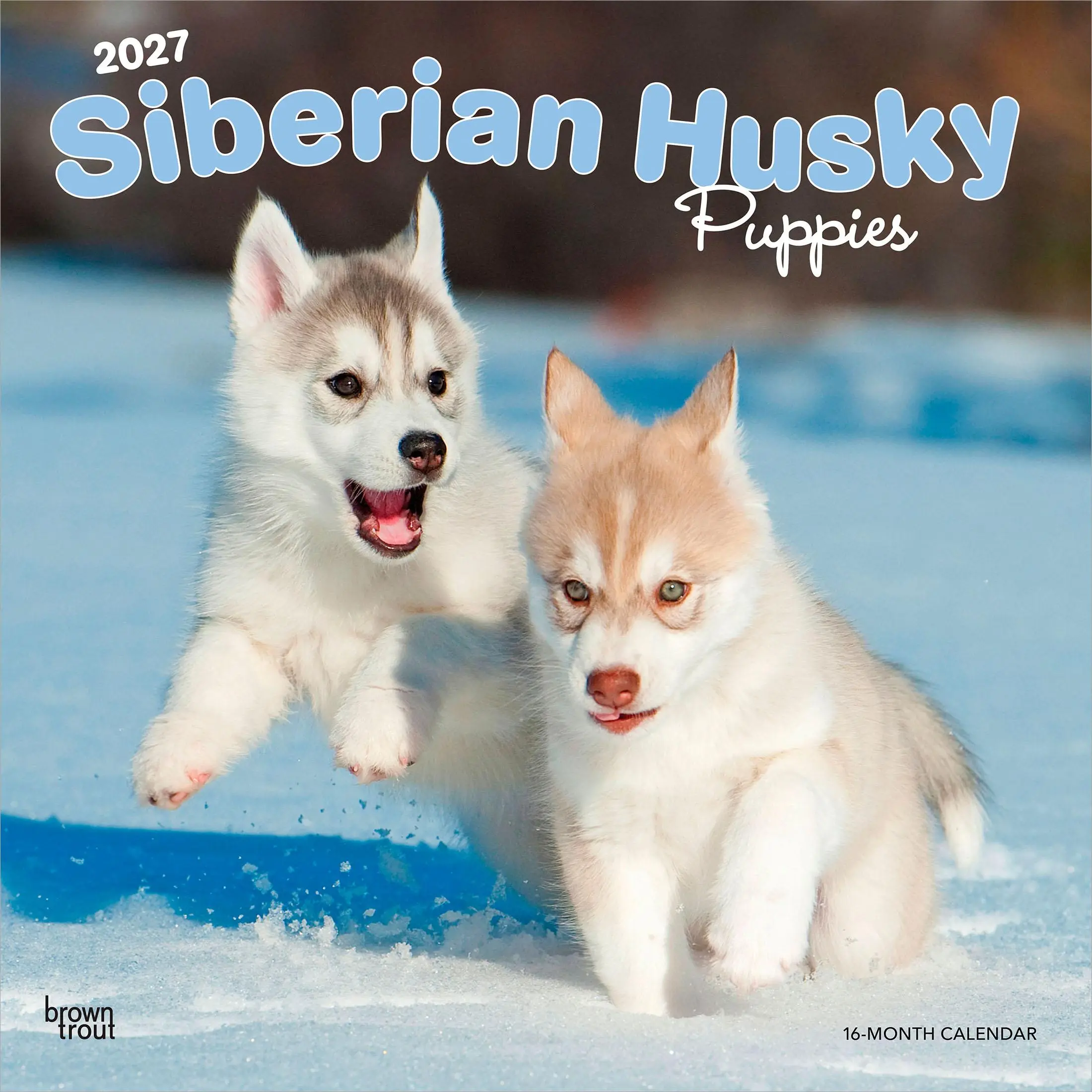 Siberian Husky Puppies Monthly Square Wall Calendar, 2027, 12x24 Inch Hanging, Plastic-Free, BrownTrout Animal Dog Breed Office Stationery