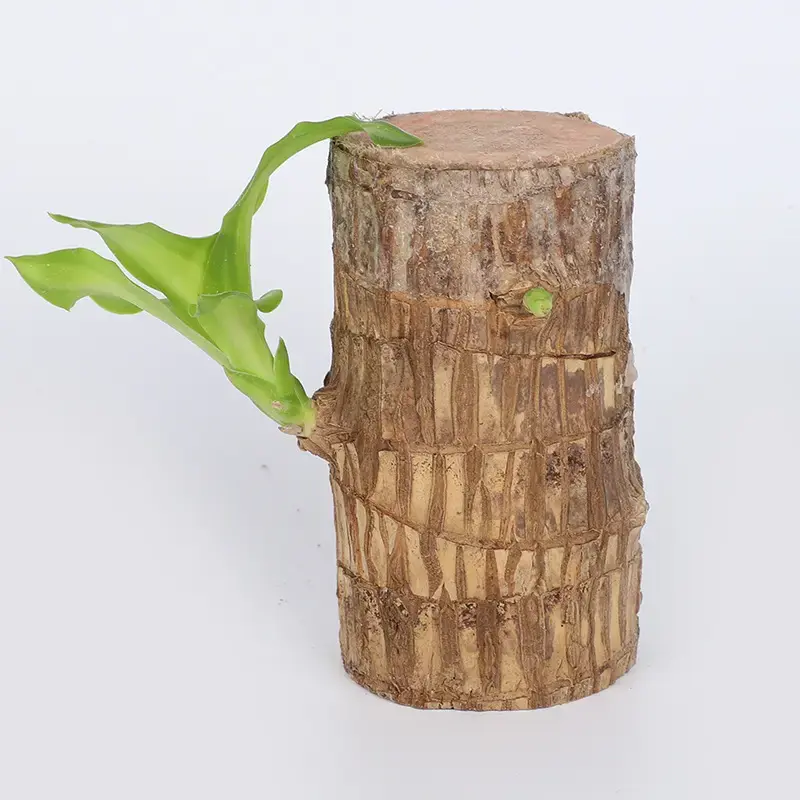 1ps (With base, doll )Brazilian WoodLucky Wood Indoor Hydroponic Green Plants - 5 x 5 x 10 - Easy to Maintain, Versatile for Various Indoor Spaces - Ornaments