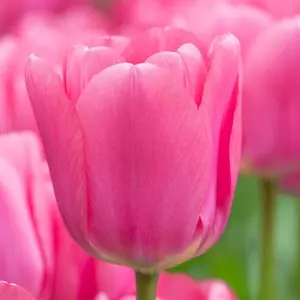 Big Love Tulip Bulbs – 10 Pack – Large Pink Darwin Hybrid Tulips – Spring Blooming Perennial Flowers for Gardens & Bouquets