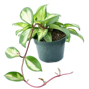 Hoya carnosa 'Tricolor'