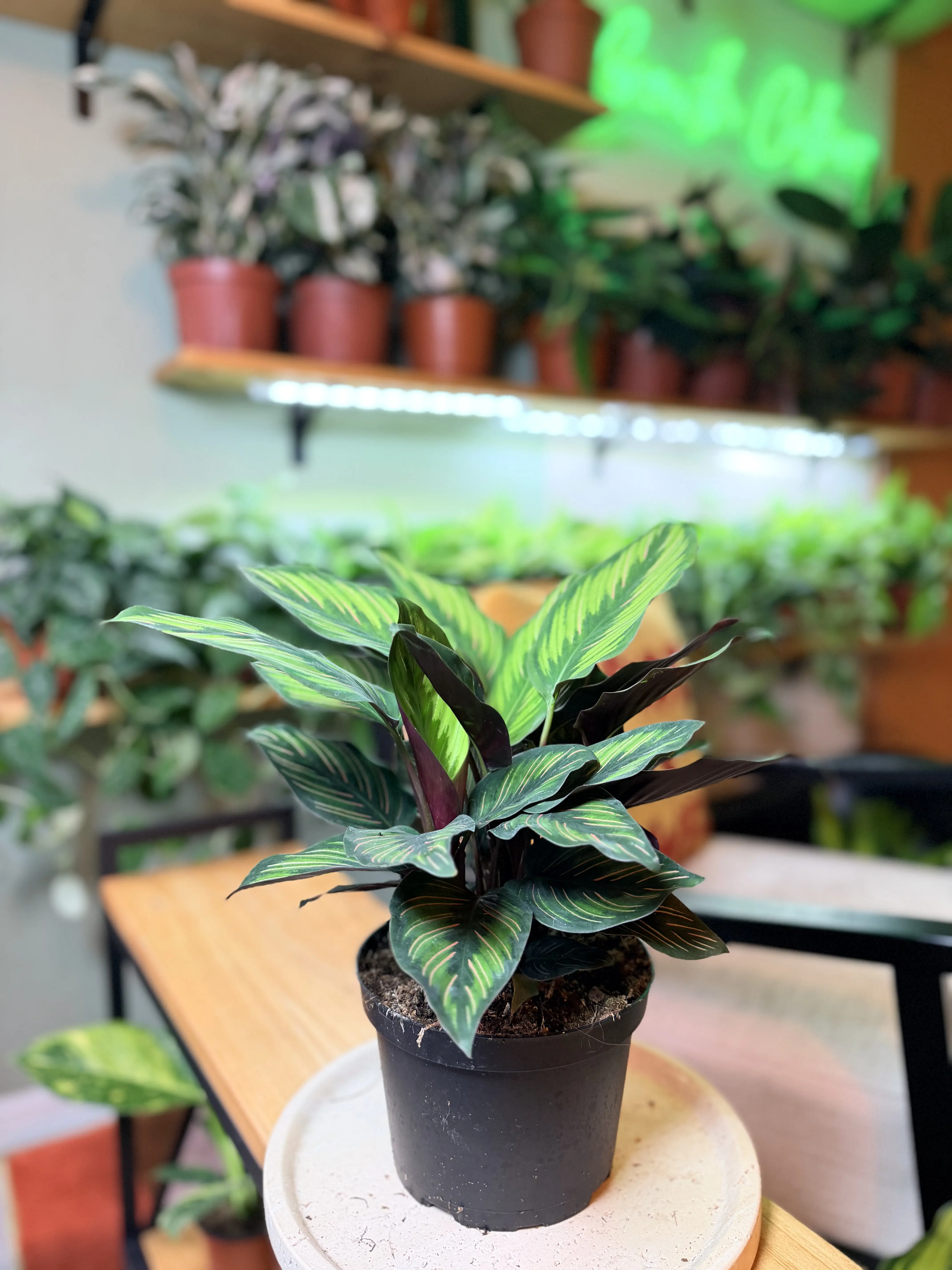 6" Calathea Beauty Star – Premium Prayer Plant - Pet-Friendly Houseplant - Striking Tropical Foliage