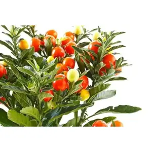 Ashwagandha Plant Seeds, Indian Ginseng, Winter Cherry, Perennial Shrub