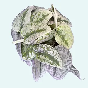6” Silver Satin Pothos - Scindapsus pictus 'Exotica' - Decorative Green Plant with Unique Leaf Pattern - Easy Care Vining Houseplant - Live Plant Splash Pothos