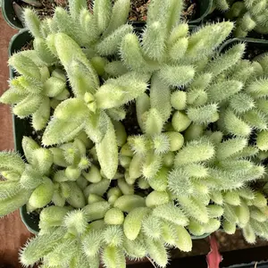 Variegated Pickle Plant 4 inch pot Succulent Plant