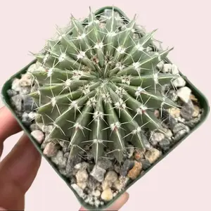 Live Notocactus Plant - Parodia Buiningii Plant - Notocactus Buiningii Plant - 4 Inch Pot