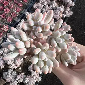 Pachyphytum 'Machucae' Baby finger Rare Succulent Imported from Korea Live Plant Live Succulent Cactus
